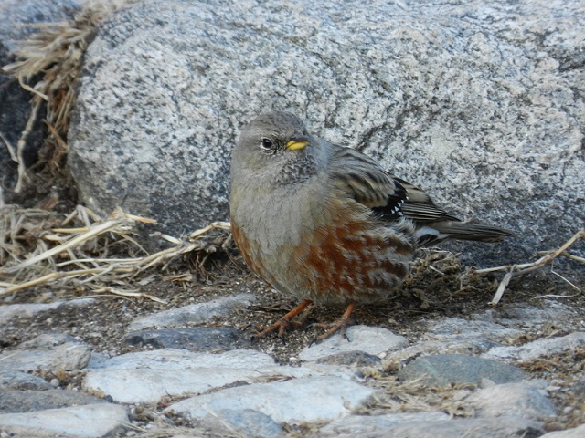 Sordoni (Prunella collaris) a Varese